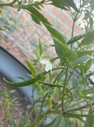 Chili Pepper