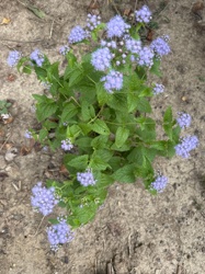 Blue Mistflower