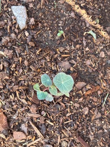 Nasturtium