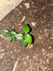 American Beech (likely a seedling)