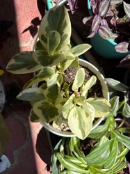 Baby Rubber Plant (Variegated)