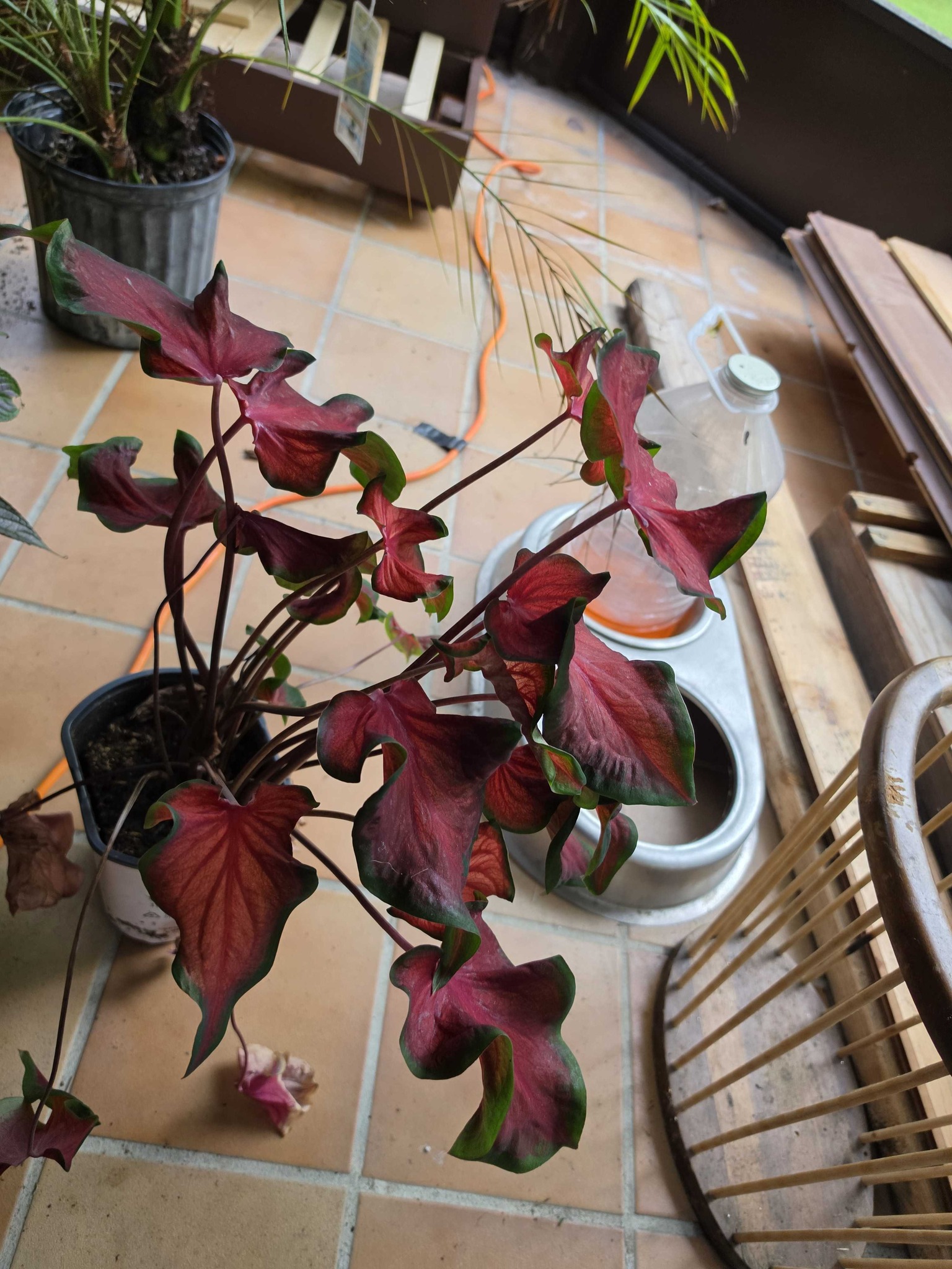 Caladium