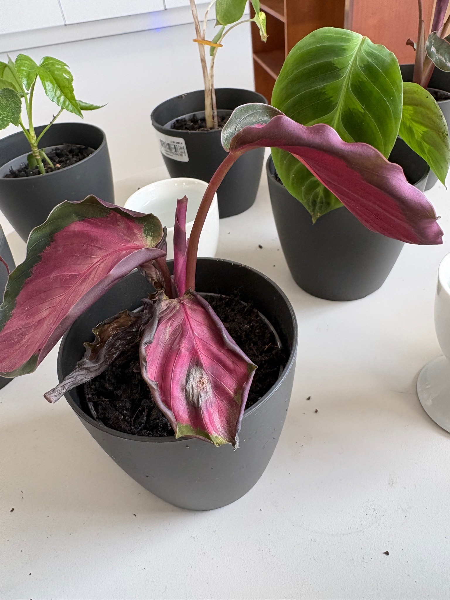 Calathea