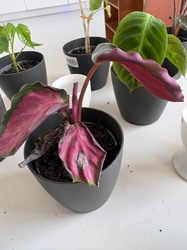 Calathea