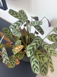 Calathea lancifolia