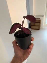 Calathea Rosepicta