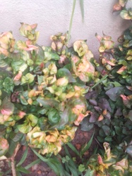 Calico Plant
