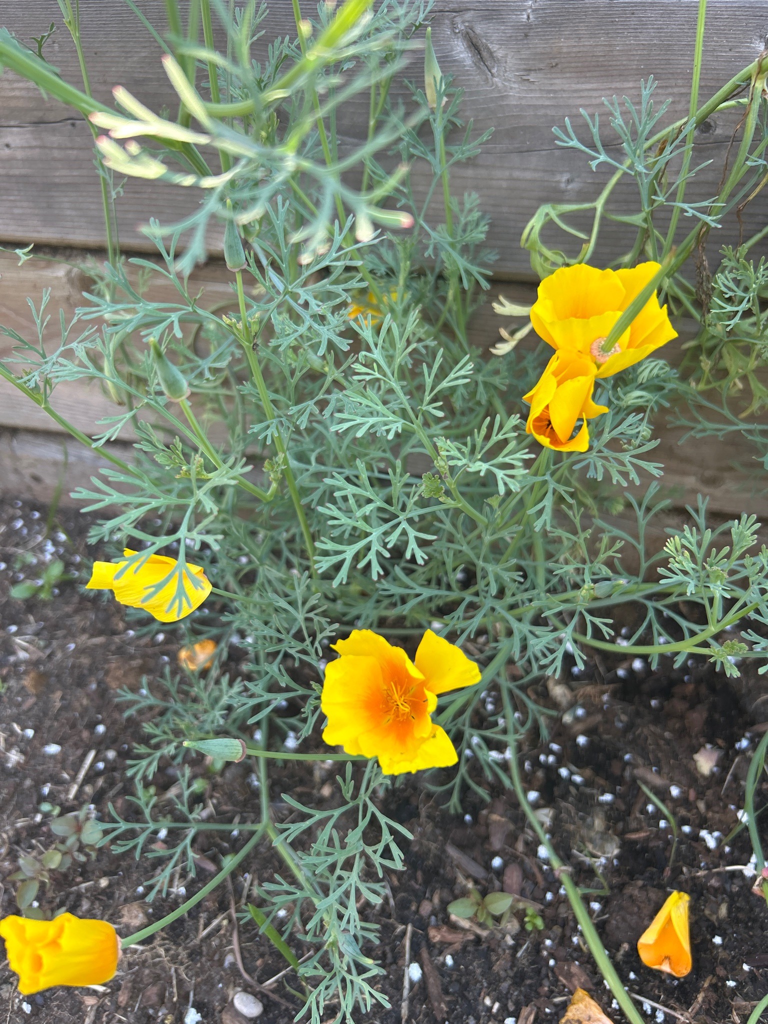 California Poppy