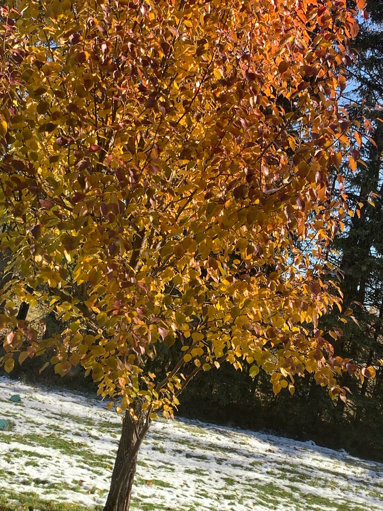 Callery Pear