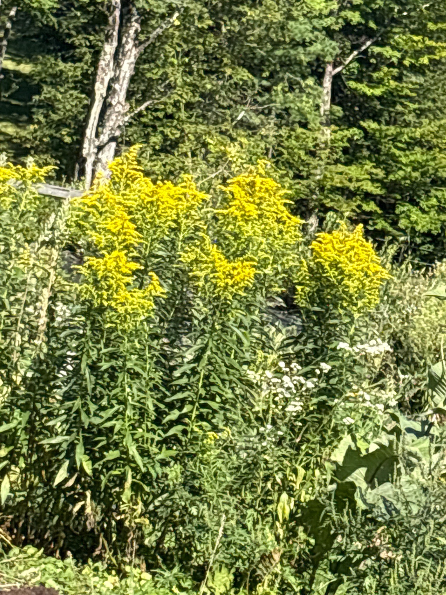 Canada Goldenrod