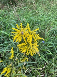 Canada Goldenrod