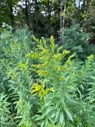 Canada Goldenrod