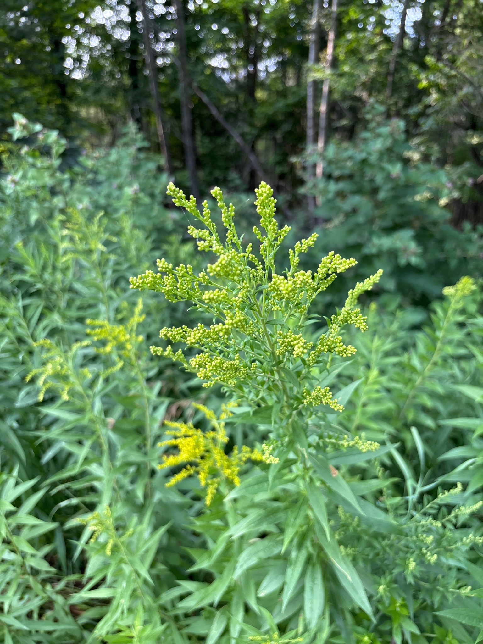 Canada Goldenrod