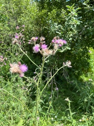 Canada Thistle