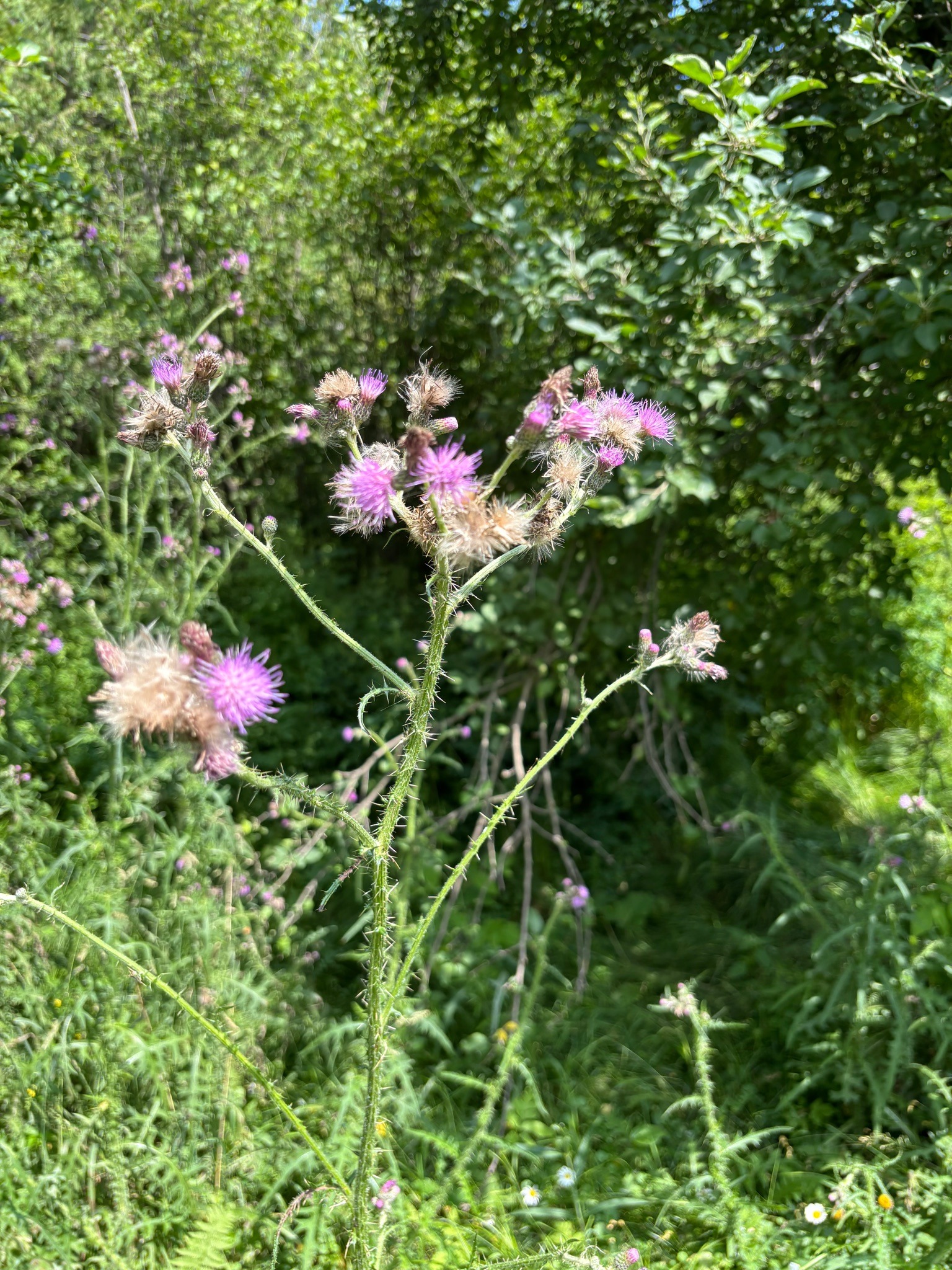 Canada Thistle