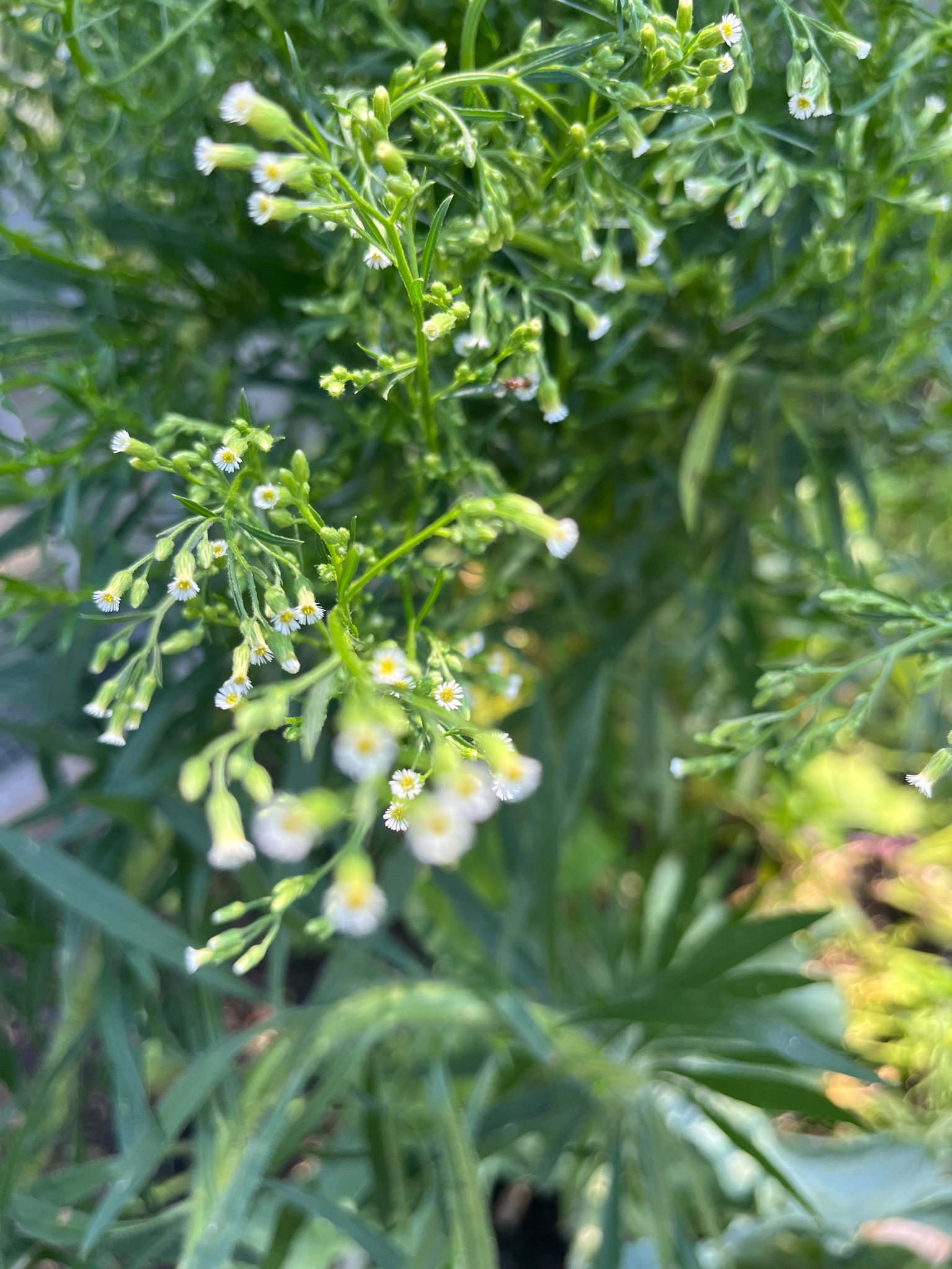 Canadian Horseweed