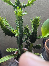 Candelabra Tree (Variegated form)