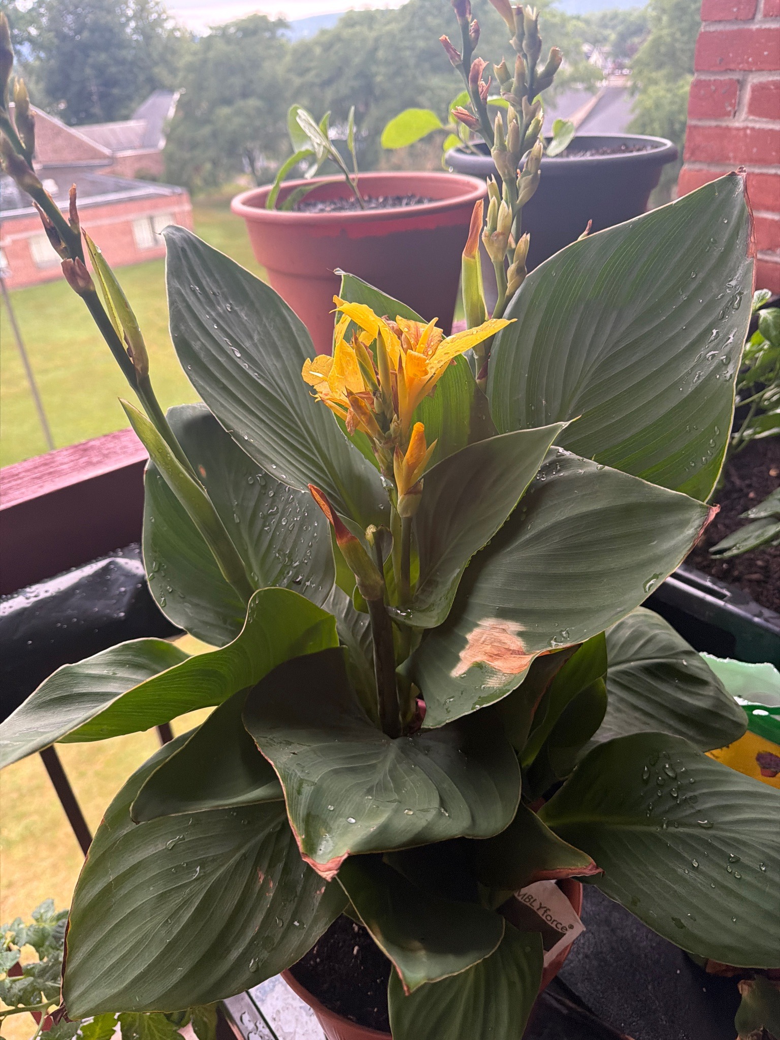 Canna Lily
