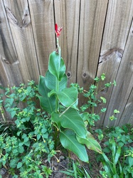 Canna Lily