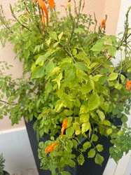 Cape Honeysuckle