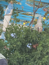 Cape Leadwort