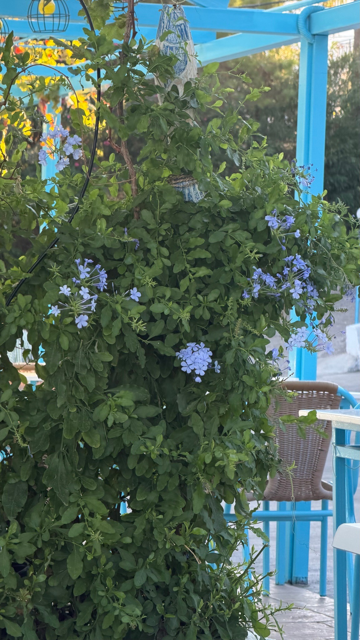 Cape Leadwort