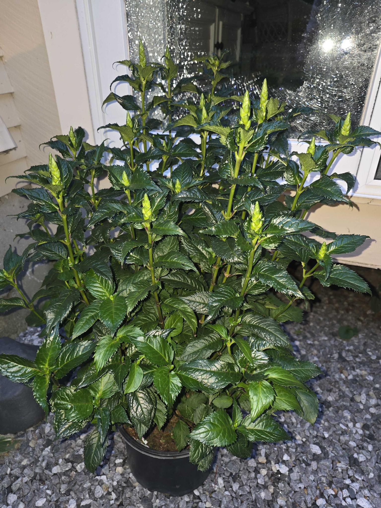 Cardinal Flower