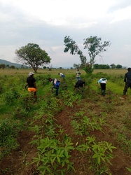Cassava