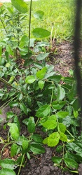 Cat's Claw Vine