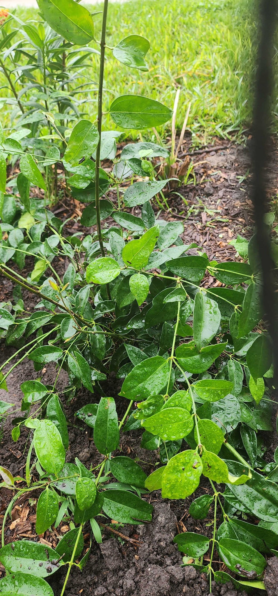 Cat's Claw Vine