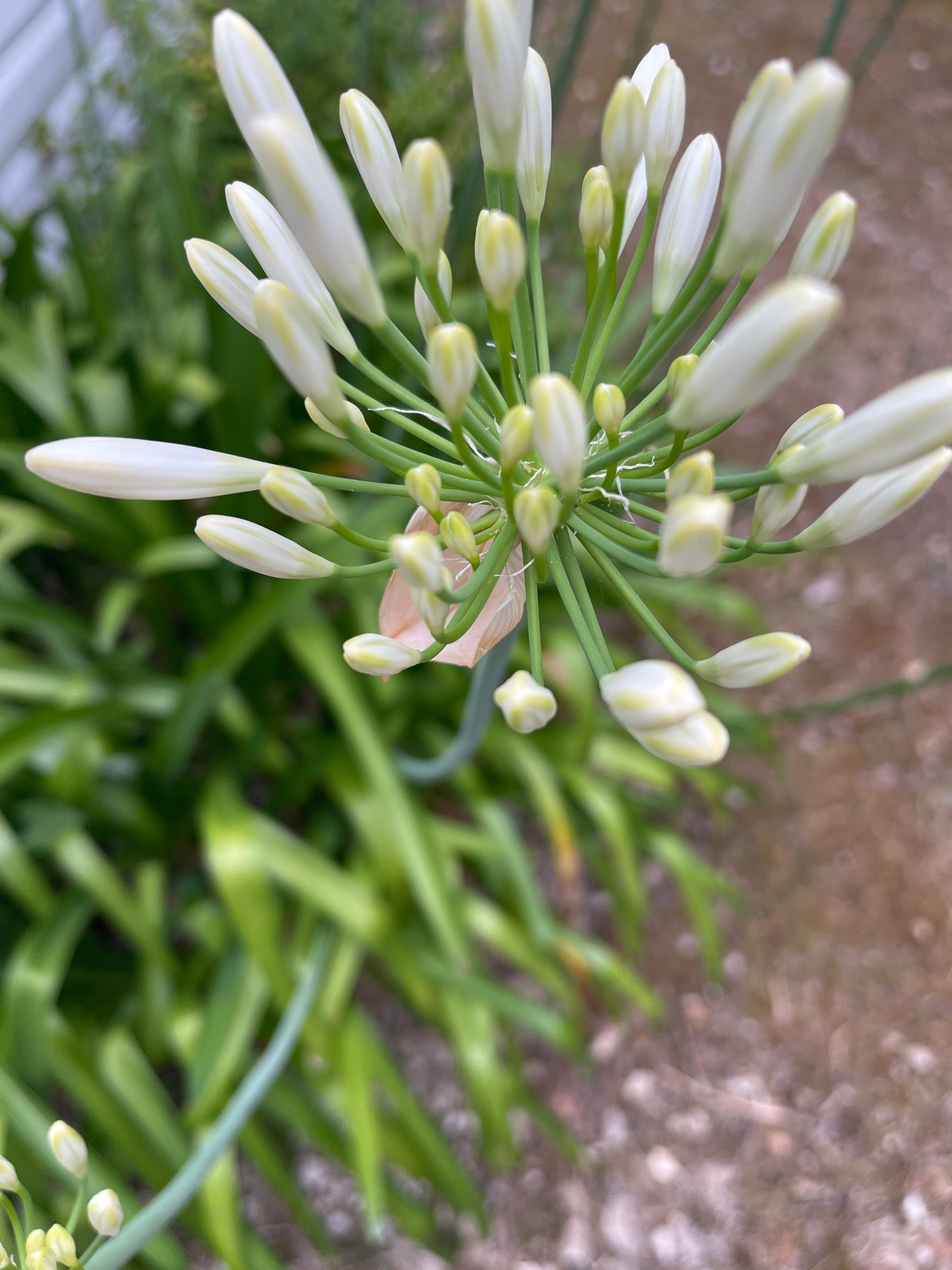 Lily of the Nile (White variety)