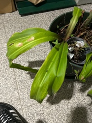 Epiphyllum (Orchid Cactus)