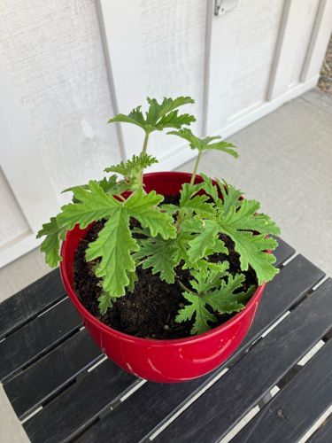 Citronella Plant (Scented Geranium)