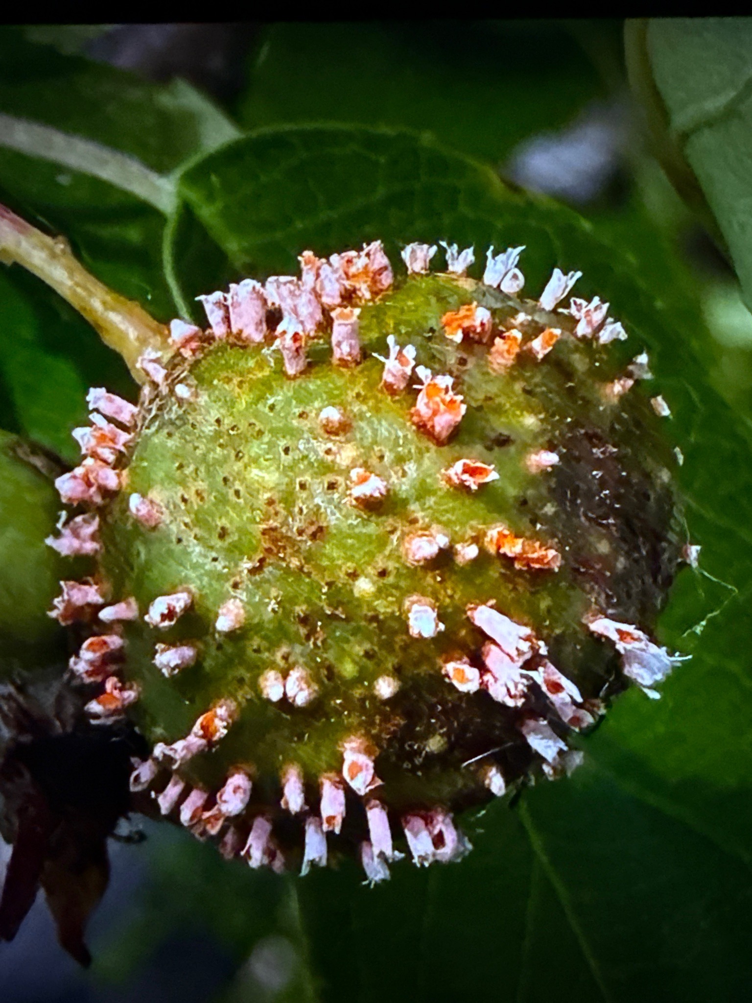 Cedar Apple Rust Gall