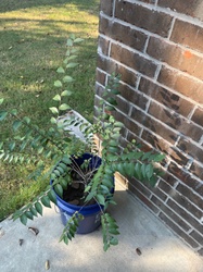 Cedar Elm