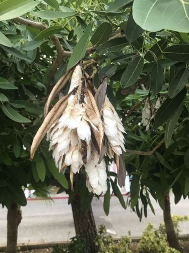 Kapok Tree / White Silk Cotton Tree