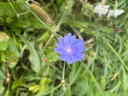 Chicory