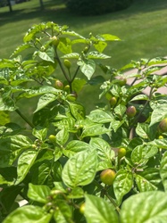 Chile Pepper