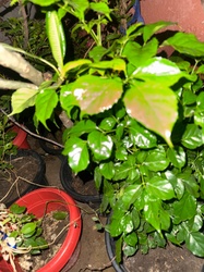 China Doll Plant