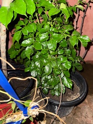 China Doll Plant