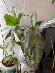 Chinese Evergreen