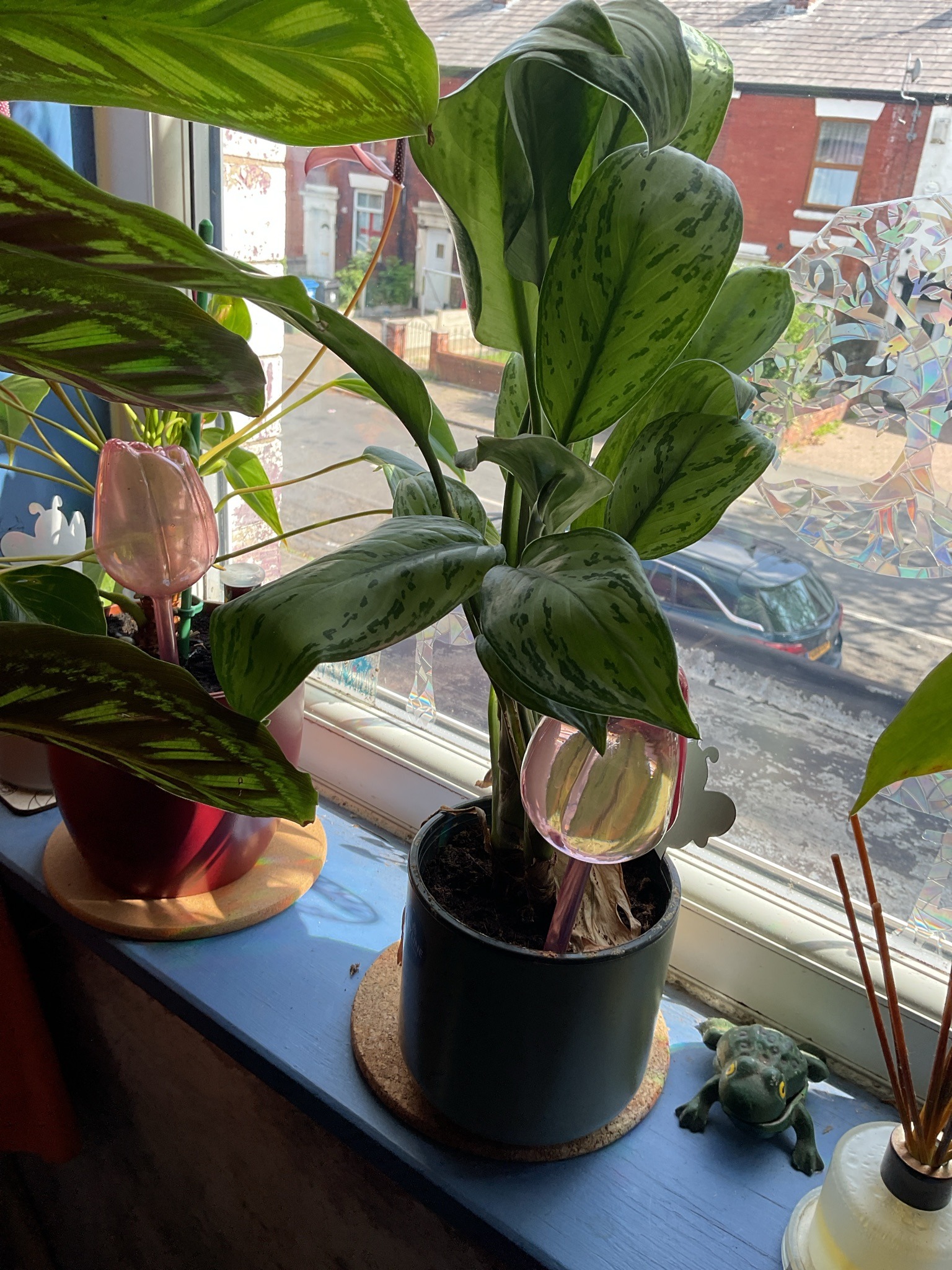 Chinese Evergreen