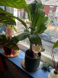 Chinese Evergreen