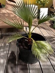 Chinese Fan Palm