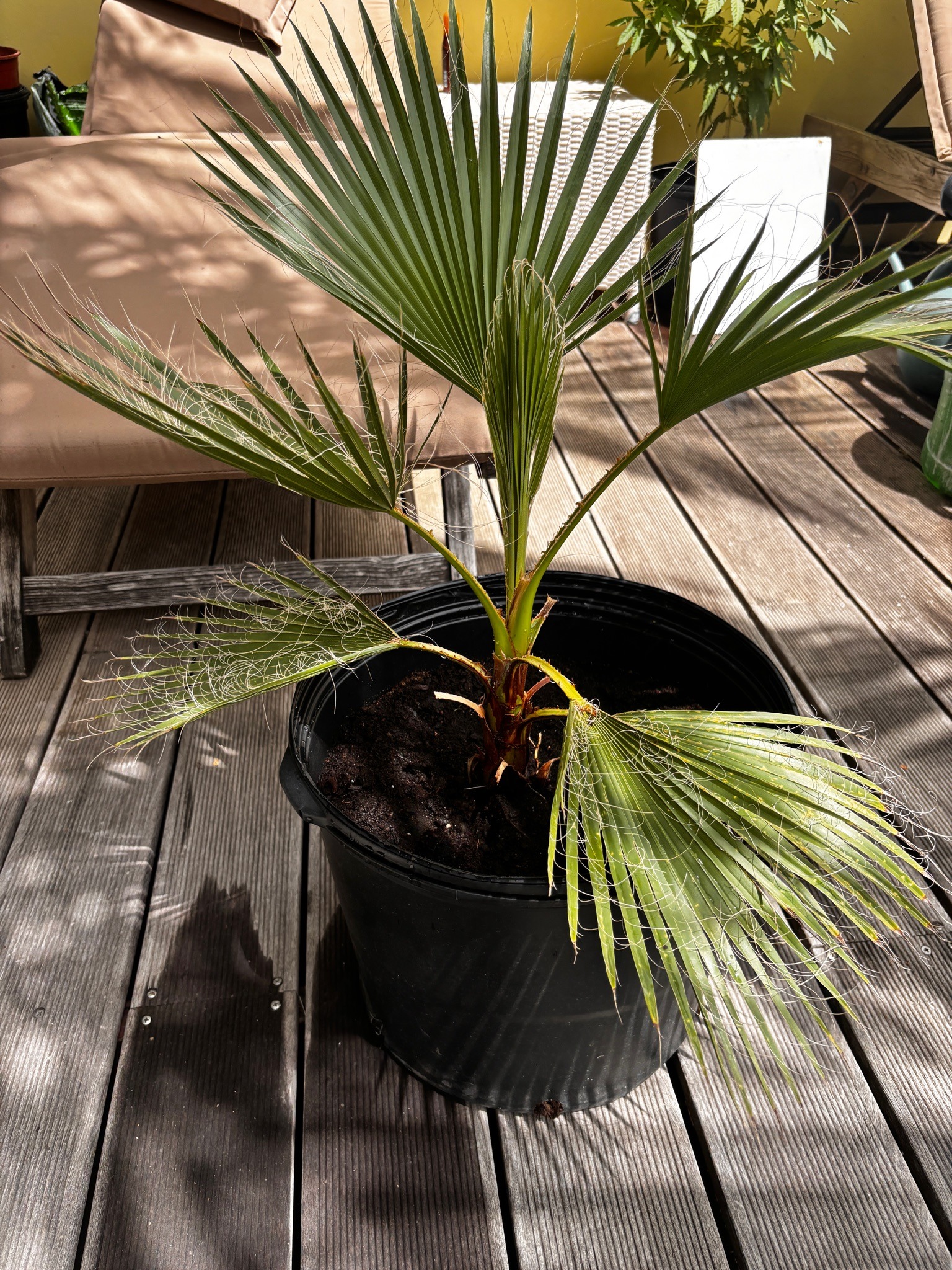 Chinese Fan Palm