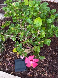 Chinese Hibiscus
