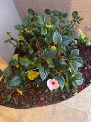 Chinese Hibiscus