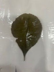 Chinese Holly