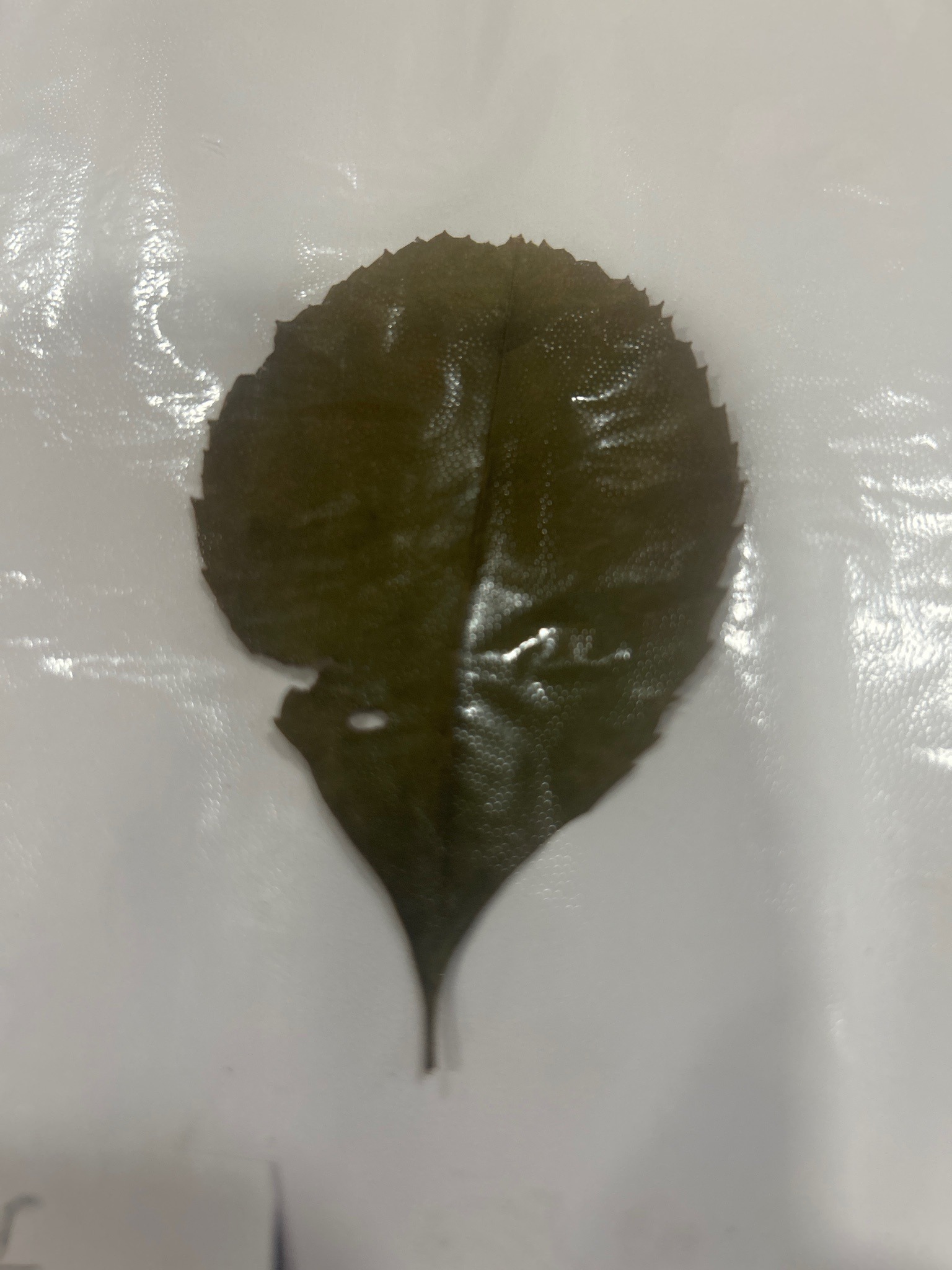 Chinese Holly