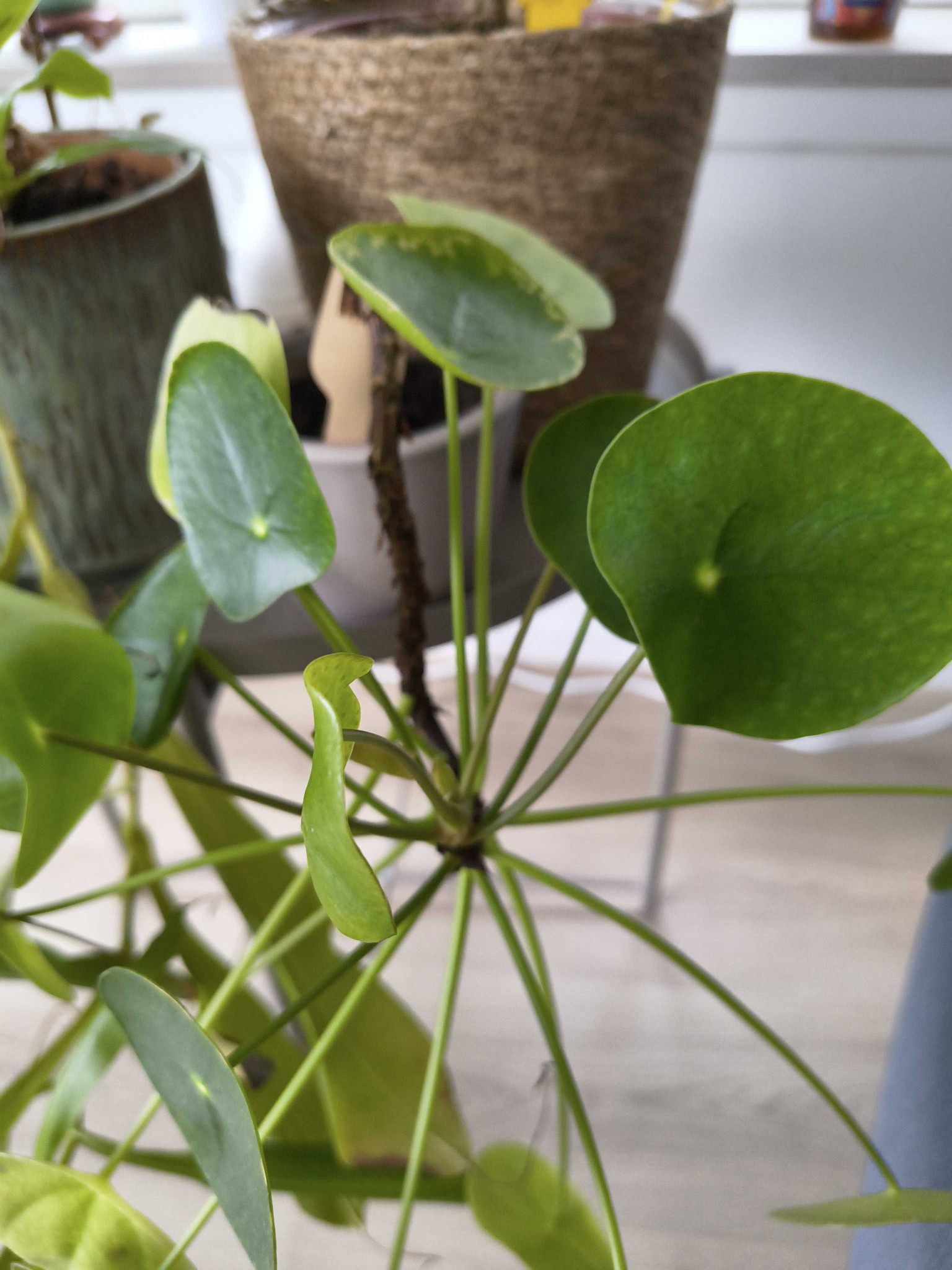 Chinese Money Plant